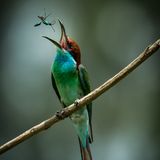 ZawZaw Aung, Myanmar, Commended, Open, Wildlife, 2017 Sony World Photography Awards