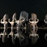 Andreas Hemb, Sweden, Shortlist, Open, Wildlife, 2017 Sony World Photography Awards