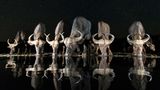 Andreas Hemb, Sweden, Shortlist, Open, Wildlife, 2017 Sony World Photography Awards