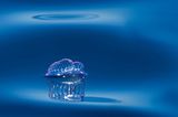 Enrico Villa, Italy, Commended, Open, Wildlife, 2017 Sony World Photography Awards