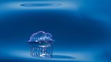 Enrico Villa, Italy, Commended, Open, Wildlife, 2017 Sony World Photography Awards
