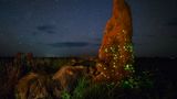 Marcio Cabral, Brazil, Commended, Open, Wildlife, 2017 Sony World Photography Awards