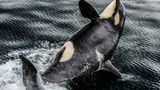 Natsumi Handa, Japan, Shortlist, Open, Wildlife, 2017 Sony World Photography Awards