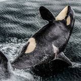 Natsumi Handa, Japan, Shortlist, Open, Wildlife, 2017 Sony World Photography Awards