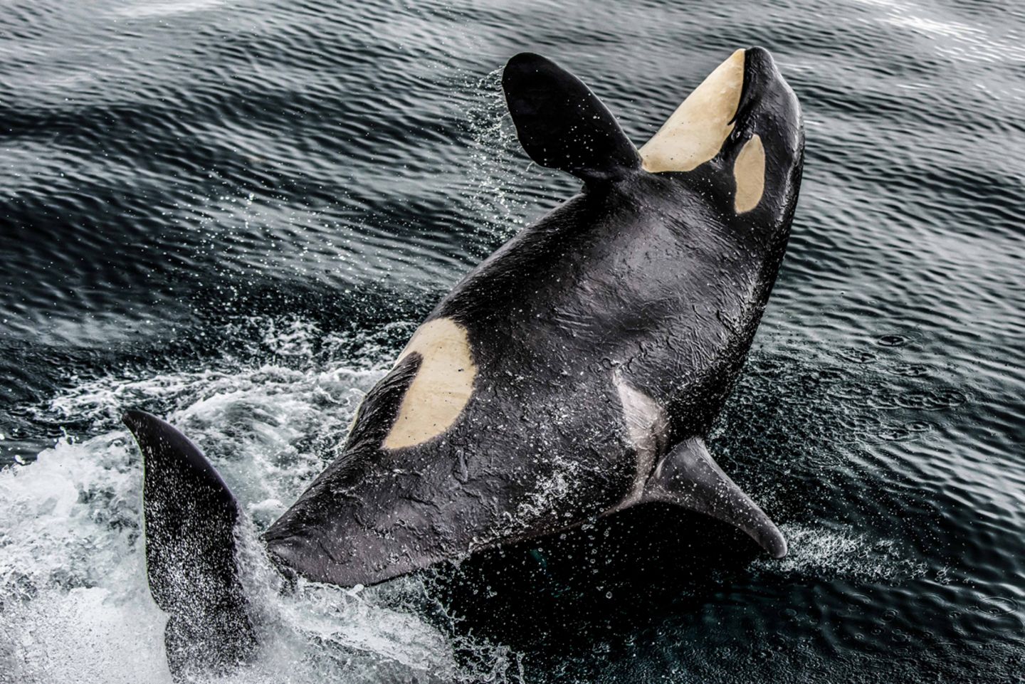 Natsumi Handa, Japan, Shortlist, Open, Wildlife, 2017 Sony World Photography Awards