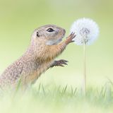 Perdita Petzl, Austria, Commended, Open, Wildlife, 2017 Sony World Photography Awards