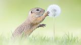 Perdita Petzl, Austria, Commended, Open, Wildlife, 2017 Sony World Photography Awards