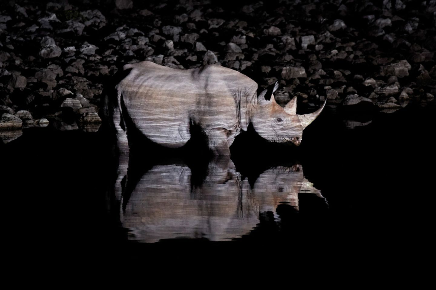 an Ryser, Switzerland, Shortlist, Open, Wildlife, 2017 Sony World Photography Awards