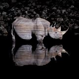 an Ryser, Switzerland, Shortlist, Open, Wildlife, 2017 Sony World Photography Awards