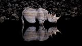 an Ryser, Switzerland, Shortlist, Open, Wildlife, 2017 Sony World Photography Awards