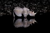 an Ryser, Switzerland, Shortlist, Open, Wildlife, 2017 Sony World Photography Awards