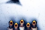 Image Name: mom's baby  Photographer Name: Fan Chen  Year: 2017  Image Description: <p>lovely swallows are waiting for mother t…