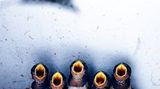Image Name: mom's baby  Photographer Name: Fan Chen  Year: 2017  Image Description: <p>lovely swallows are waiting for mother t…