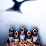 Image Name: mom's baby  Photographer Name: Fan Chen  Year: 2017  Image Description: <p>lovely swallows are waiting for mother t…