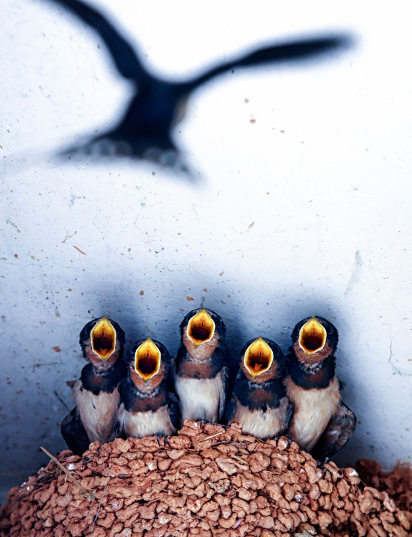 Image Name: mom's baby  Photographer Name: Fan Chen  Year: 2017  Image Description: <p>lovely swallows are waiting for mother t…