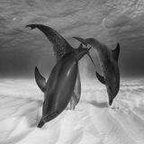 Eugene Kitsios, Netherlands, Shortlist, Open, Wildlife, 2017 Sony World Photography Awards