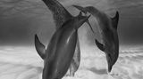 Eugene Kitsios, Netherlands, Shortlist, Open, Wildlife, 2017 Sony World Photography Awards