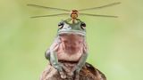 Lessy  Sebastian, Indonesia, Commended, Open, Wildlife, 2017 Sony World Photography Awards