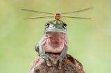 Lessy  Sebastian, Indonesia, Commended, Open, Wildlife, 2017 Sony World Photography Awards