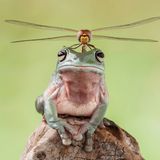 Lessy  Sebastian, Indonesia, Commended, Open, Wildlife, 2017 Sony World Photography Awards