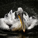 Jan Knot, Czech Republic, Commended, Open, Wildlife, 2017 Sony World Photography Awards