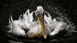 Jan Knot, Czech Republic, Commended, Open, Wildlife, 2017 Sony World Photography Awards