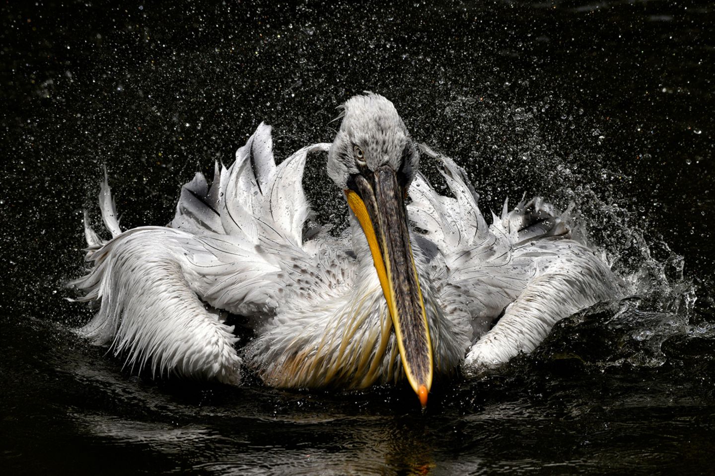 Jan Knot, Czech Republic, Commended, Open, Wildlife, 2017 Sony World Photography Awards
