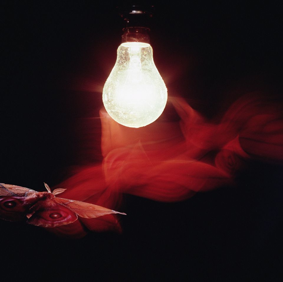 Motte zum Licht