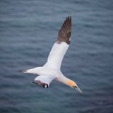 Der perfekte Moment: Das Bild vom segelnden Basstölpel fängt die Sehnsucht nach Freiheit und Leichtigkeit ein