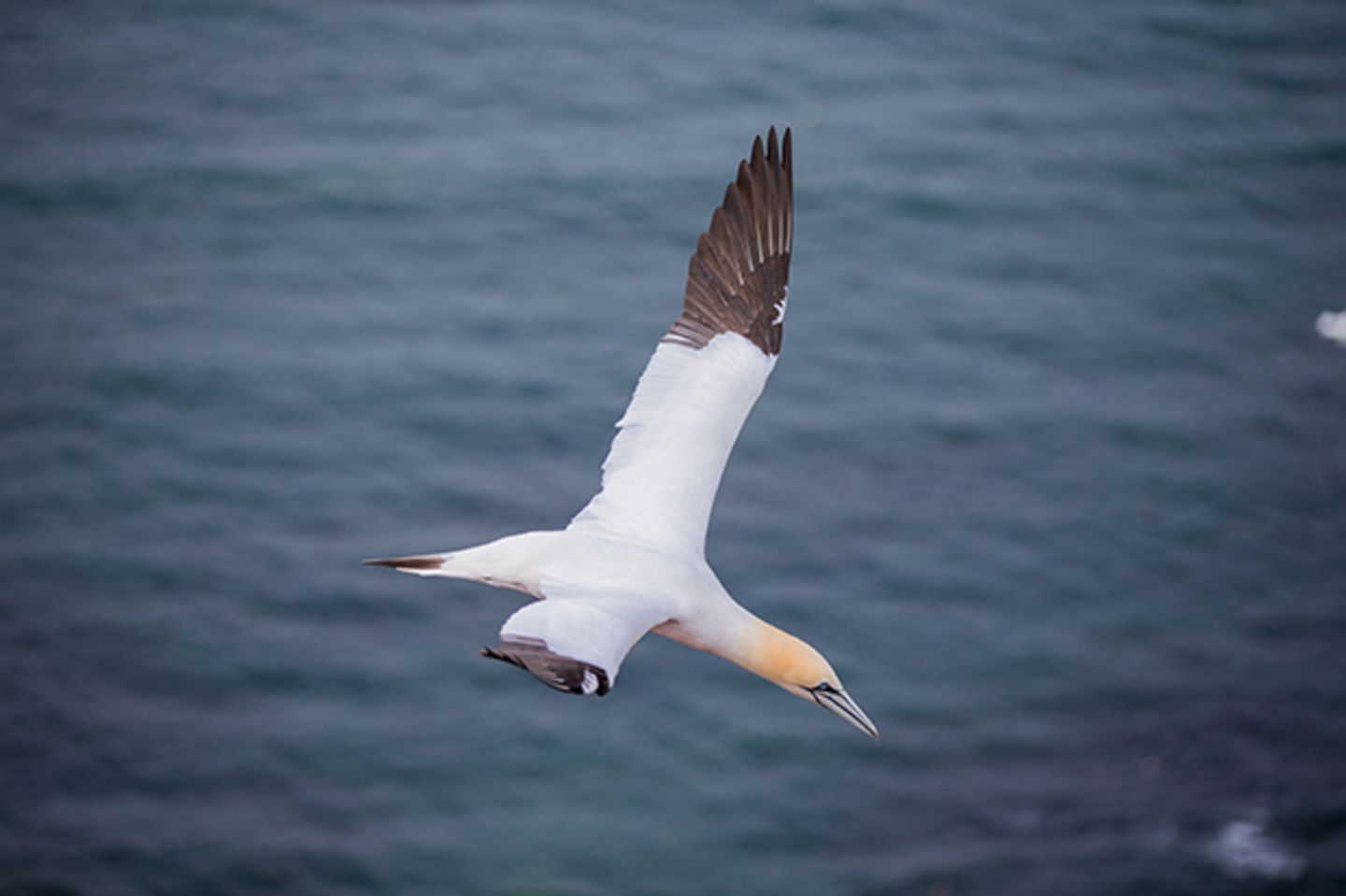 Der perfekte Moment: Das Bild vom segelnden Basstölpel fängt die Sehnsucht nach Freiheit und Leichtigkeit ein