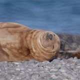 Ganz gemütlich: Für ein Bild der Kegelrobben auf der Düne braucht man Geduld und ein gutes Teleobjektiv mit starkem Zoom