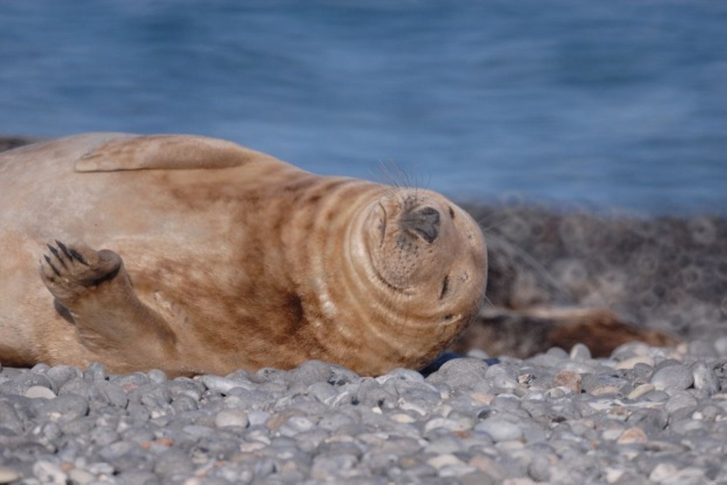 Ganz gemütlich: Für ein Bild der Kegelrobben auf der Düne braucht man Geduld und ein gutes Teleobjektiv mit starkem Zoom