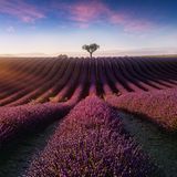 Fabio Antenore, Switzerland, Commended, Open, Nature, 2017 Sony World Photography Awards