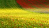 Francesco Russo, Italy, Shortlist, Open, Nature, 2017 Sony World Photography Awards