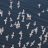 Die Fauna auf Deutschlands einziger Hochseeinsel – ein beliebtes Motiv von Lilo Tadday