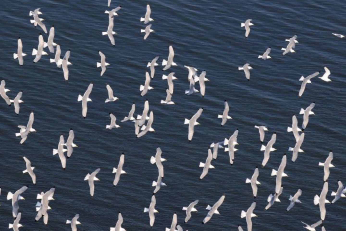 Die Fauna auf Deutschlands einziger Hochseeinsel – ein beliebtes Motiv von Lilo Tadday
