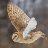 Schleiereule im Flug