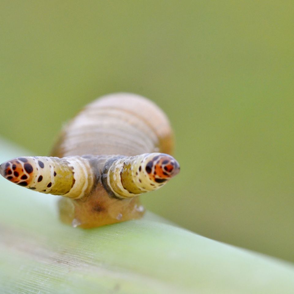 Parasit tötet Schnecke