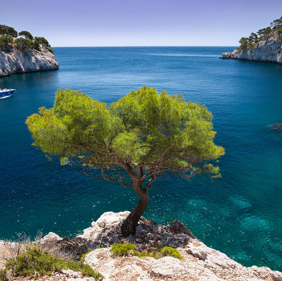 Cassis