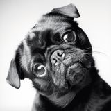 Dog Years: Faithful Friends, Then & Now by Amanda Jones (