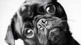 Dog Years: Faithful Friends, Then & Now by Amanda Jones (