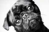 Dog Years: Faithful Friends, Then & Now by Amanda Jones (