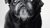 Dog Years: Faithful Friends, Then & Now by Amanda Jones