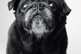 Dog Years: Faithful Friends, Then & Now by Amanda Jones
