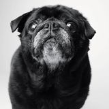 Dog Years: Faithful Friends, Then & Now by Amanda Jones