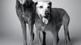 Dog Years: Faithful Friends, Then & Now by Amanda Jones