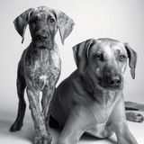 Dog Years: Faithful Friends, Then & Now by Amanda Jones