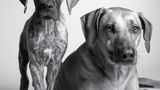 Dog Years: Faithful Friends, Then & Now by Amanda Jones
