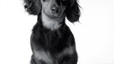 Dog Years: Faithful Friends, Then & Now by Amanda Jones