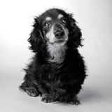 Dog Years: Faithful Friends, Then & Now by Amanda Jones
